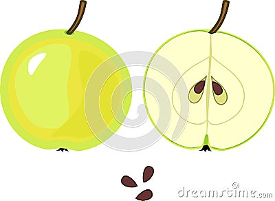 Ripe green apple, whole and in longitudinal section Vector Illustration